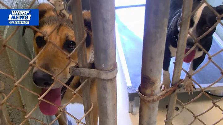 With 300% capacity, Horry County Animal Care Center seeks foster families