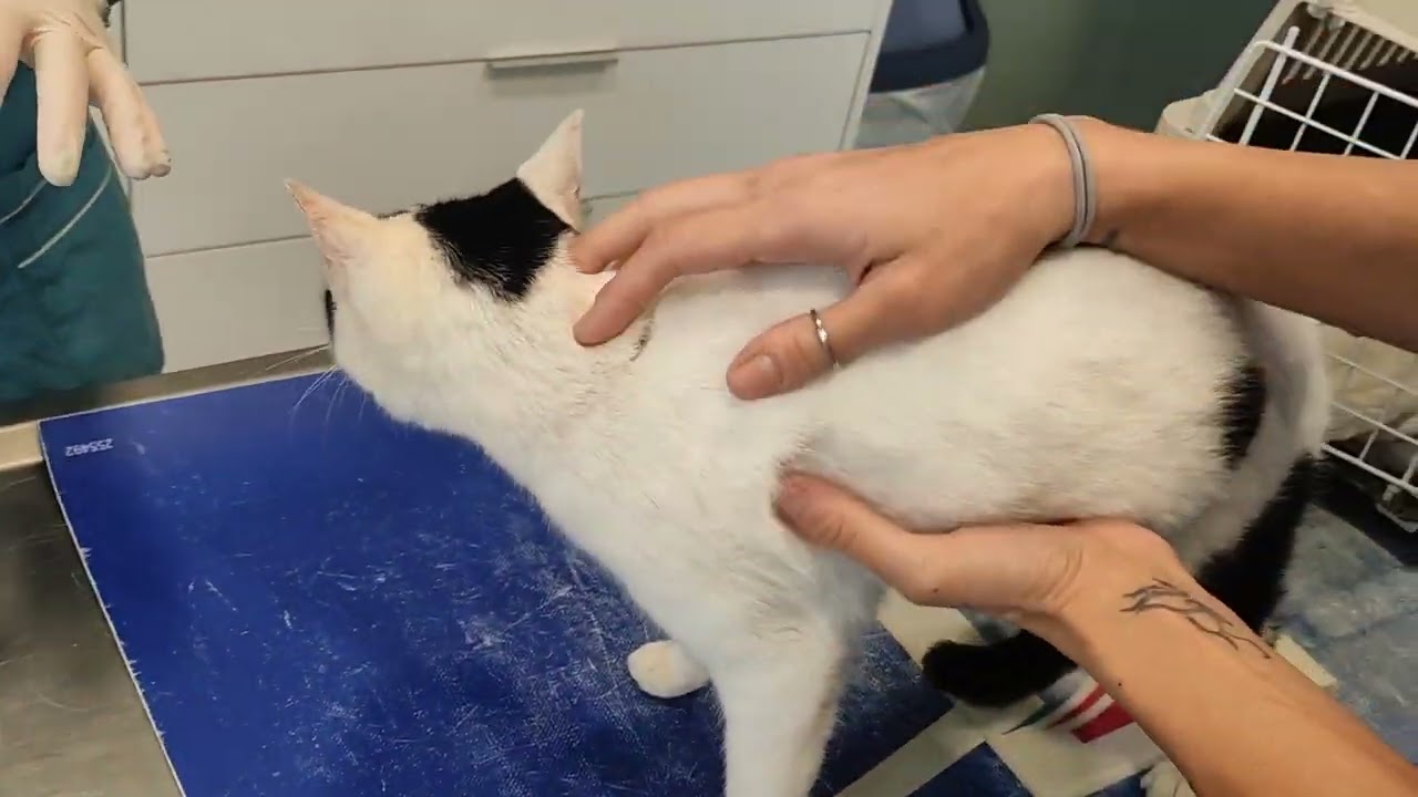 First 🥇 time for the Snowflake in the Vet , let's see her reactions Πρώτη στη Γιατρό...Πως θα παει