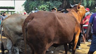 AWESOME!! 6-Month Pregnant Cow at a Great Price!! Tuban Cattle Market