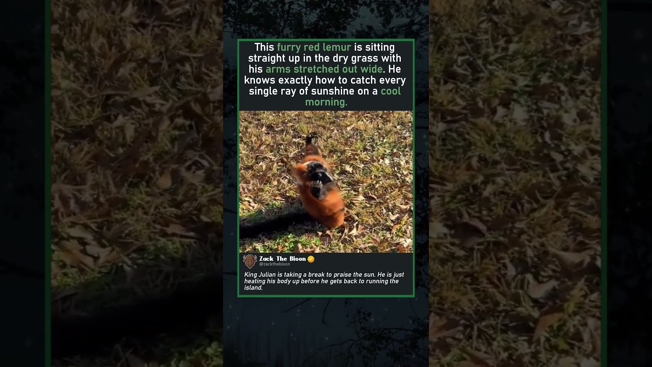 КОРОЛЬ ЮЛИАН ЗАГОРАЛСЯ НА СОЛНЦЕ