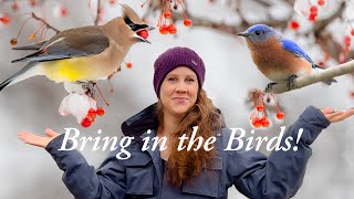 Attract Overwintering BIRDS! - 12 Shrubs With Berries BIRDS LOVE!