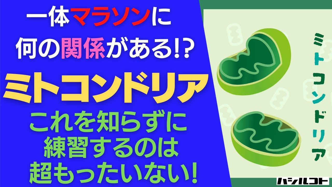 一体マラソンに何の関係が！？ミトコンドリア これを知らずに練習するのは、もったいない！