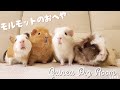 モルモット部屋配信 Guinea pig room live 🐹【ライブカメラ】