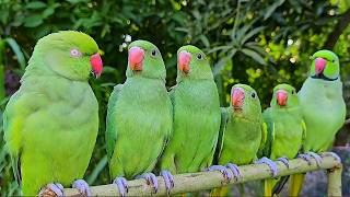Green Parrot Chirping Sounds