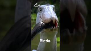 The Bird That Hunts Crocodiles 🐊 #shorts