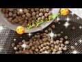 حمص مقرمل على طريقة مول الزريعة ياسلام