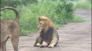 king of jungle , three brothers lion