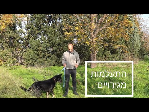 וִידֵאוֹ: מה היית עושה אם תראה כלב קשור לקוטב בלילה קר מקפיא?