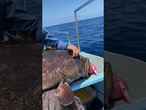 أكبر هامور صدته في البحر الأحمر