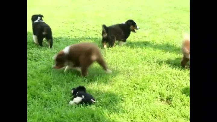 Australian Shepherd Puppies For Sale Amos Esh