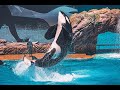 Orca Show in Sea World, San Diego (California)