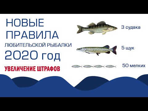 Новые правила по закону о рыбалке в 2020 году, ужесточение штрафов