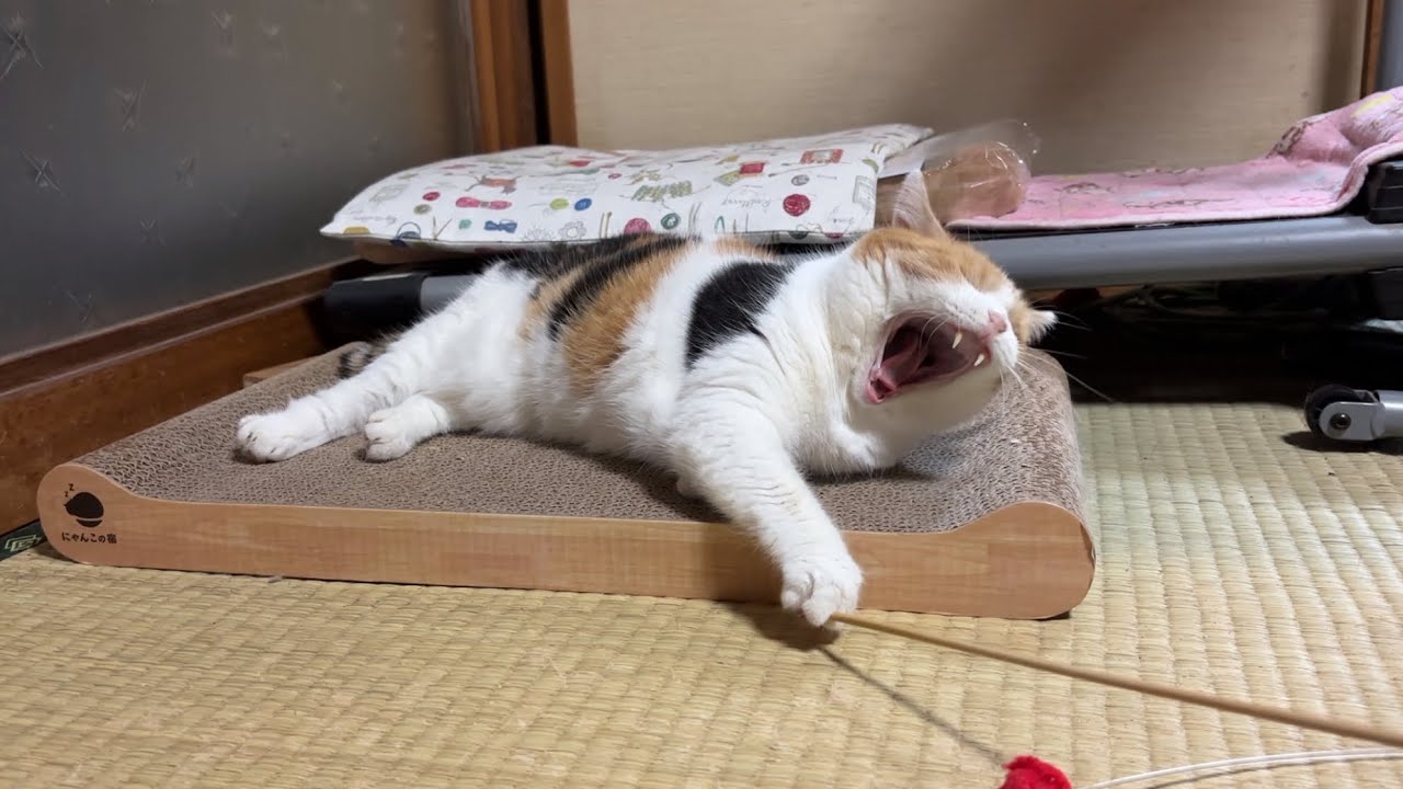 のりたま ちゃんねる - YouTube