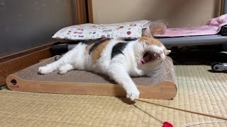 三毛猫】楽しそうに私と遊ぶミケ（2026年9月10日） - YouTube