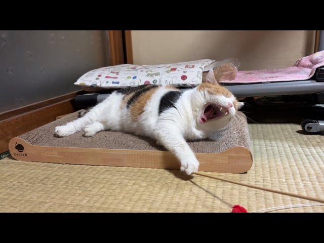三毛猫】楽しそうに私と遊ぶミケ（2026年9月10日） - YouTube