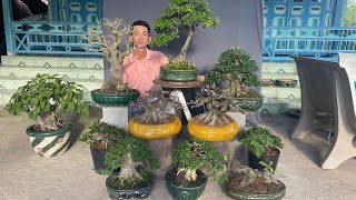 Quân Bonsai//0936488500// Ngày 18/05/2025 Giao lưu Mai Chiếu Thủy, Linh Sam, Sam Núi Trái, Tùng