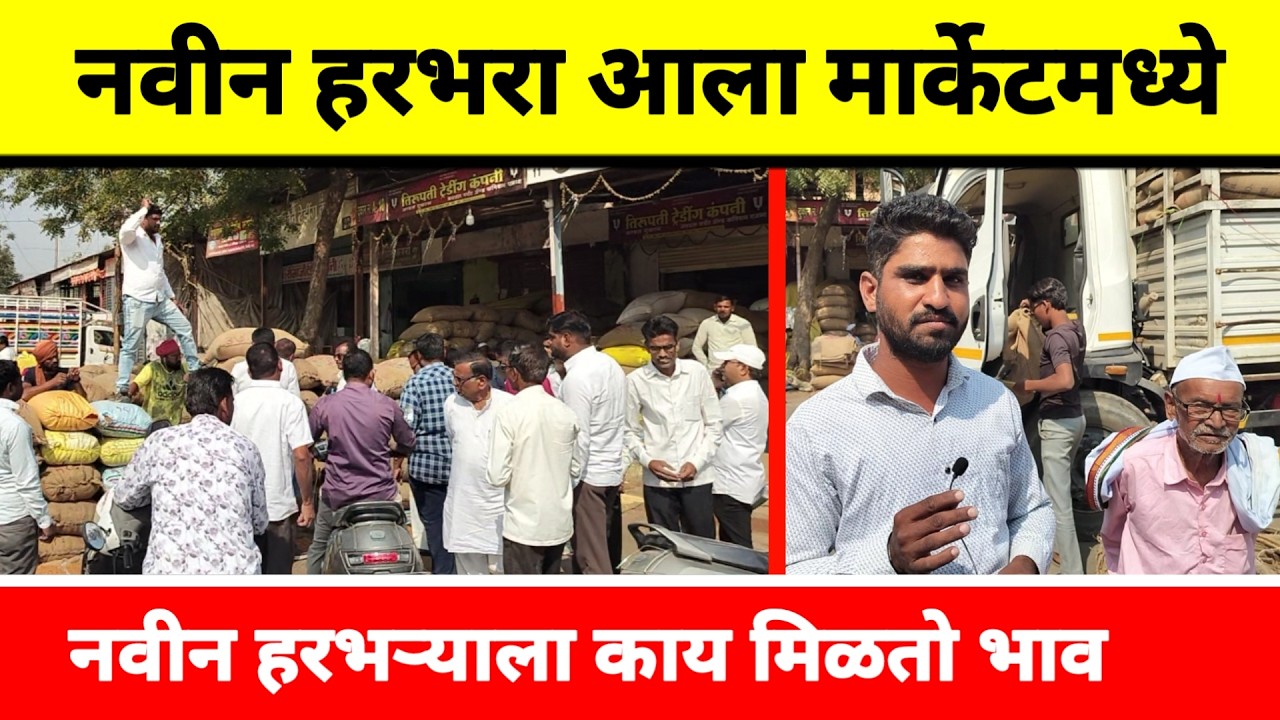 नवीन हरभरा आला मार्केटमध्ये  || नवीन हरभऱ्याला काय मिळतो भाव