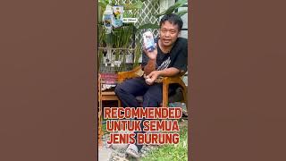 RAHASIA CARA RAWATAN GACOAN BERPRESTASI DAN RAHASIA BREEDING SUKSES #kicaumania #burung #muraibatu