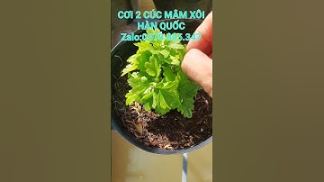 CƠI 2 CÚC MÂM XÔI HÀN QUỐC TẾT 2026 #coicucmamxoihanquoc #coicucmamxoi #cucmamxoihanquoc