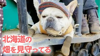雄大な大地の中で…畑仕事を支えてくれている1匹のワンコ