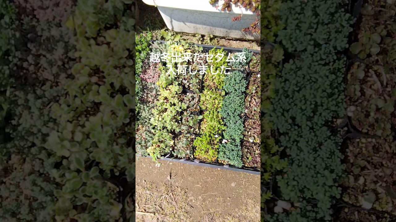 越冬出来たセダム系 入荷