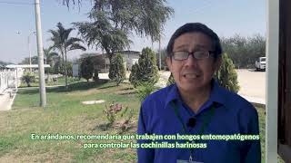 CONTROL BIOLÓGICO EN PALTOS Y ARÁNDANOS