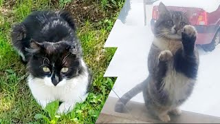 Кот Чувачок для котика Кузи как вторая мама. Наш сериал о котике Кузе и коте Чувачке