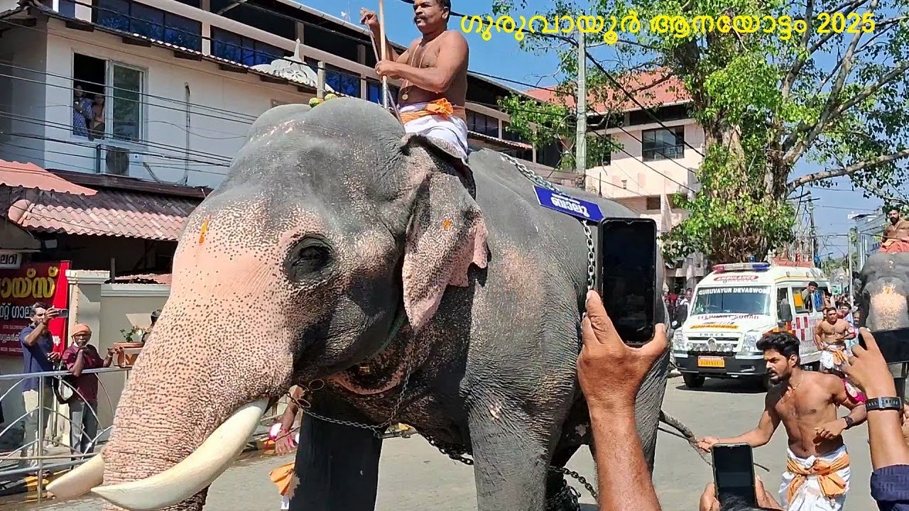 ഗുരുവായൂർ ആനയോട്ടം 2025 | guruvayur anayottam 2025 | guruvayur aanayottam 2025 | guruvayur utsavam