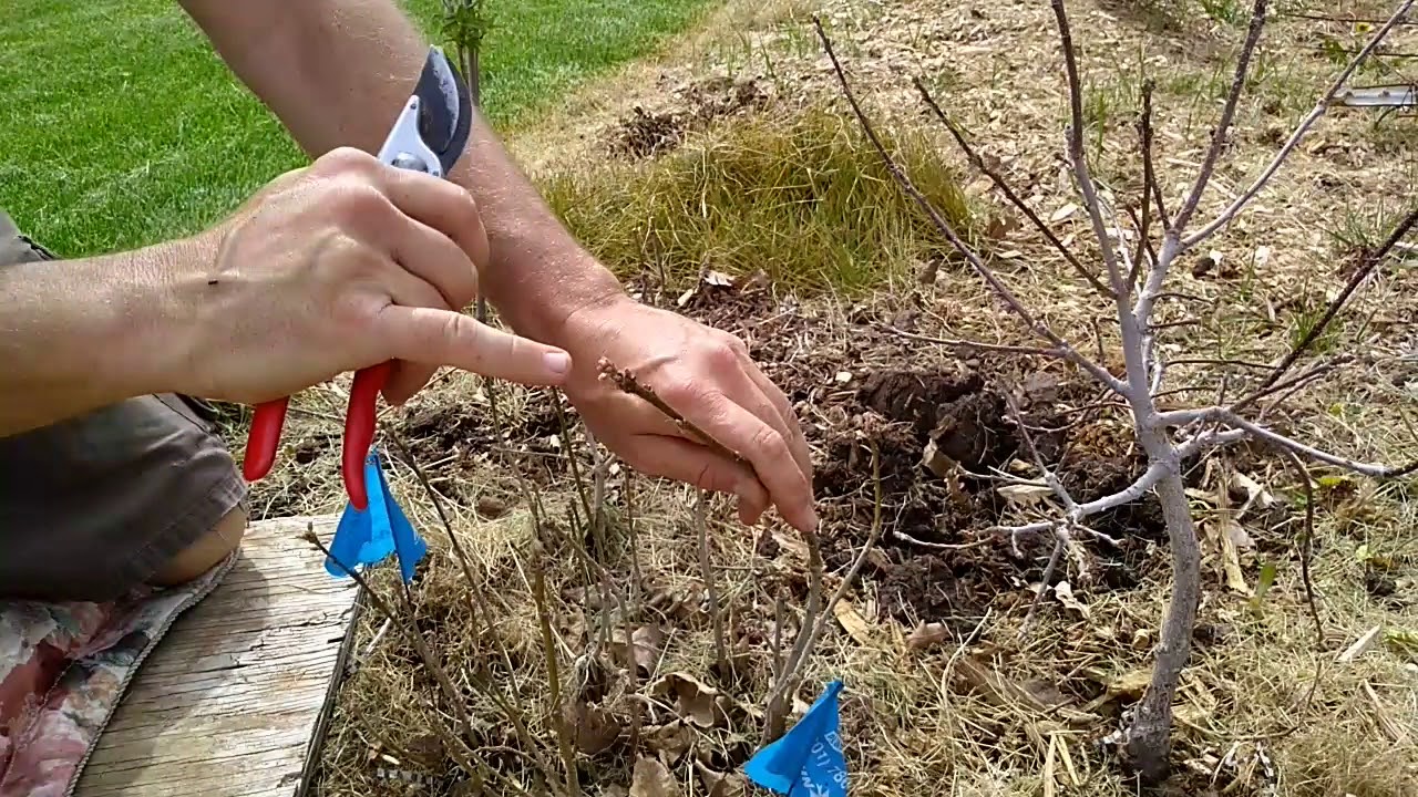 Thinning Bur Oak 1 Yr Seedlings.