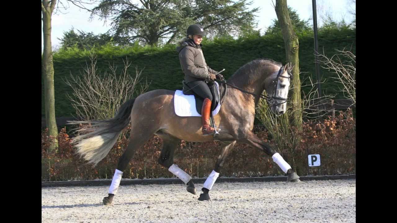 DRESSAGE SPORT PRE STALLION SOLIDAGO DU BEL AIR, ANDALUSIER, PRE