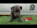 american bullies mix puppy