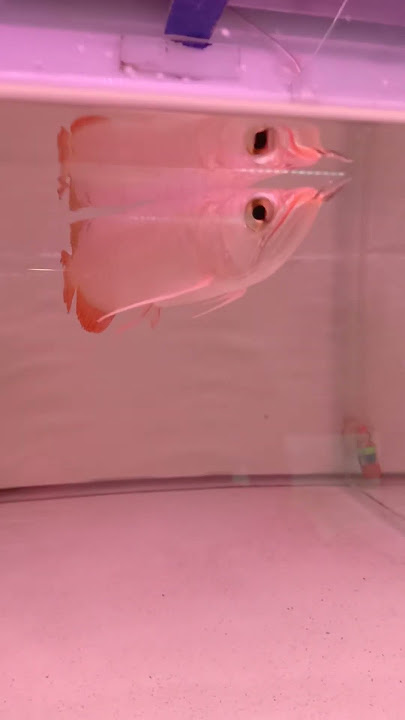 Ikan arwana golden red mental baja anatomi gagah bagus