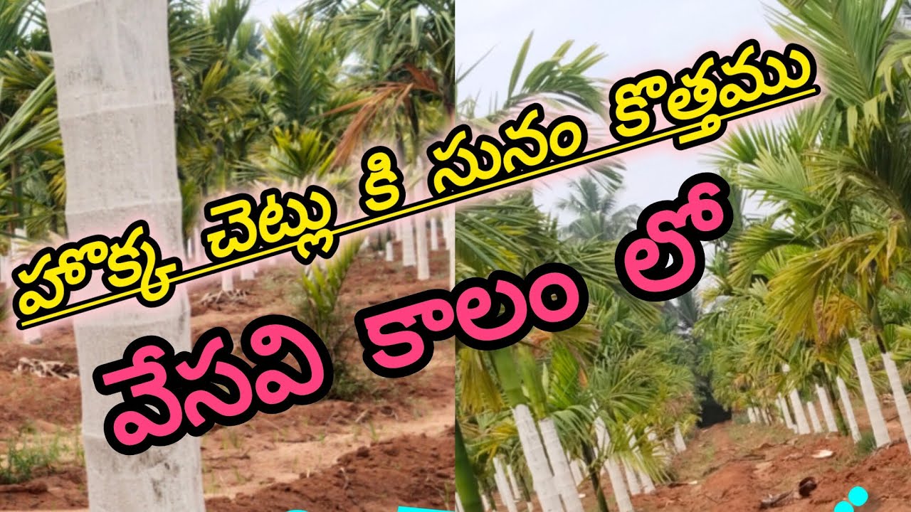 2026 jan హొక్కా చెట్లు పంట ప్రారంభం లో....