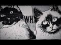 Why I Love You So Official Music Video Kusay Azzam Why I Love You So Official Music Video Kusay Azzam