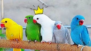 РУЧНЫЕ ОЖЕРЕЛОВЫЕ ПОПУГАИ (крамера) + стенд (присада) для попугаев ручной работы РУЧНЫЕ ОЖЕРЕЛОВЫЕ ПОПУГАИ (крамера) + стенд (присада) для попугаев ручной работы