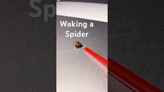 Watch what happens when you wake up a sleeping spider.