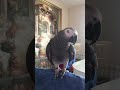 Говорящий попугай Жако Моняшка болтает