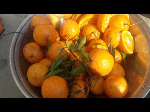 fresh-orange-juice-recipe-in-urdu