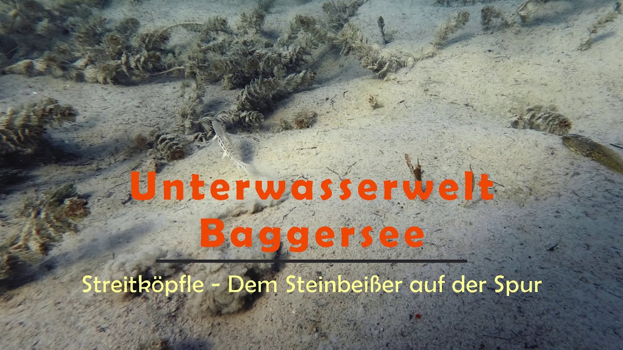 Unterwasserwelt Baggersee: Streitköpfle - Dem Steinbeißer auf der Spur