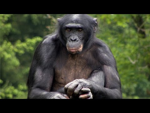 Video: Mamuța Bonobo este cea mai inteligentă maimuță din lume