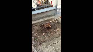 Best Service 2000 Rimozione Albero