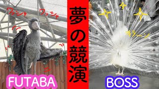 ハシビロコウのふたばちゃんと白孔雀親分のダンス対決がこちらです(おまけ付き)【春のふたば12】 Spring Futaba_12 Shoebill FUTABA 2021_37