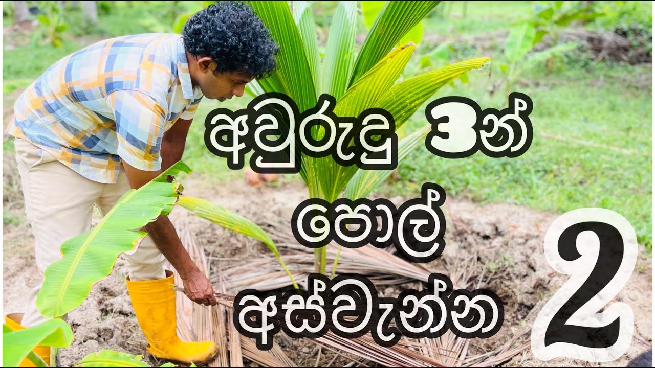 පොල් වගාවට නිවැරදිව පොහොර යොදමු