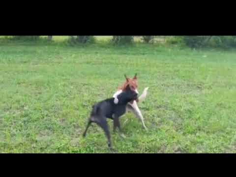 Desi dog fight  desi full force fight for female 