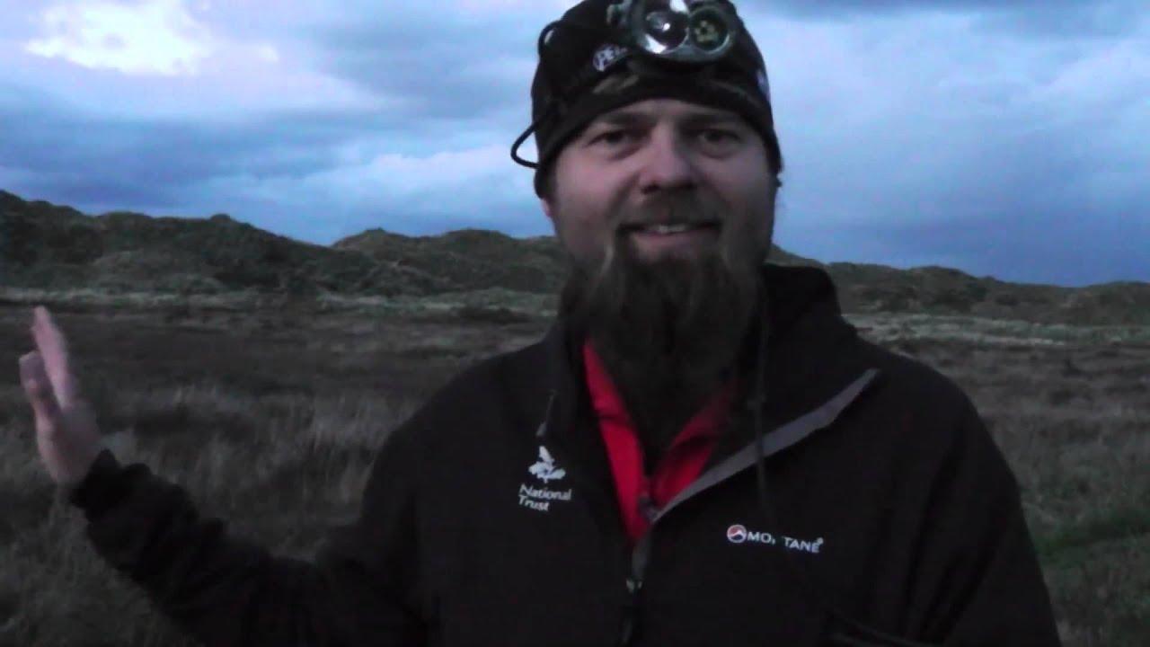 Natterjack toads at sandscale