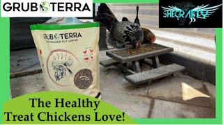 GrubTerra Review // The Healthy Treat Chicken's LOVE!!