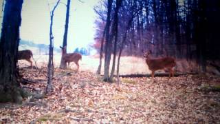 Doe on the Cuddeback E3 Black flash video