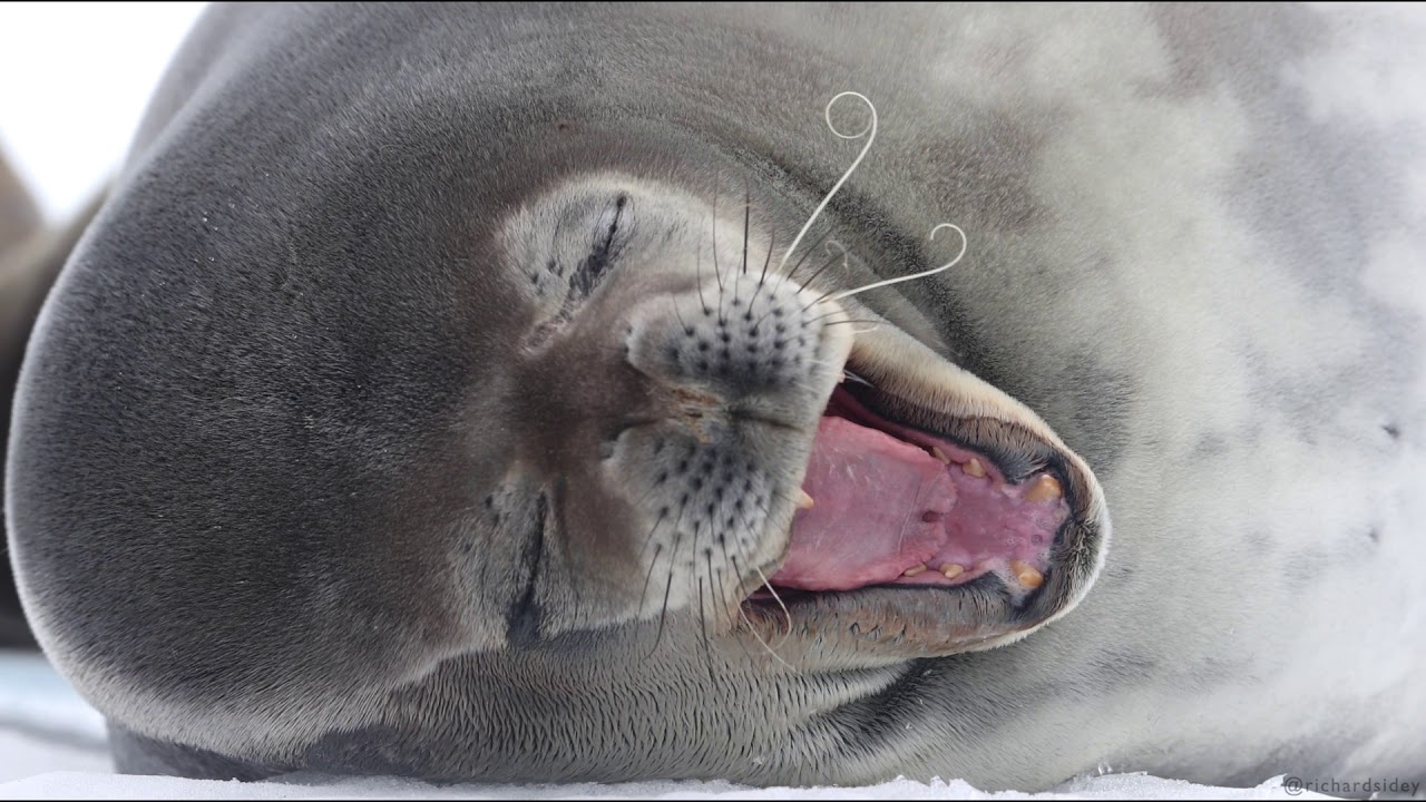 Harp seal tongue