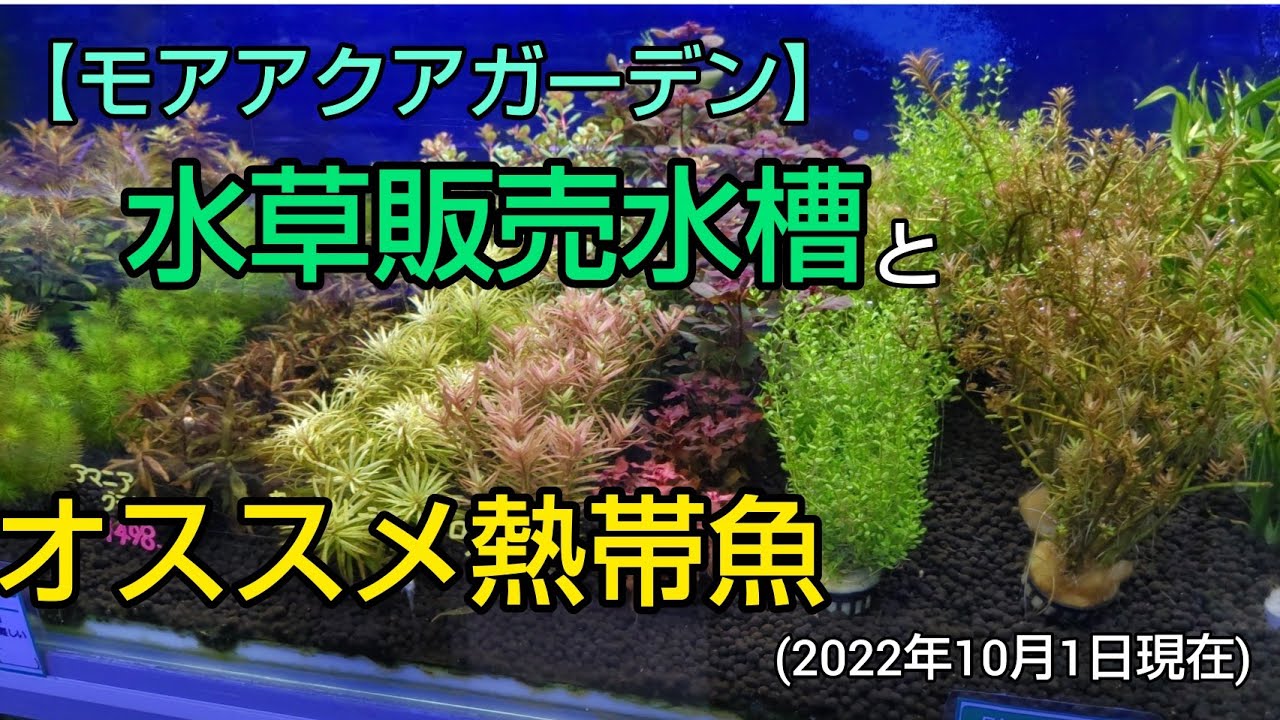 モアアクアガーデン】水草販売水槽とおすすめ熱帯魚たち - YouTube