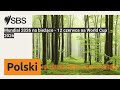 Mundial 2026 na bieżąco - 12 czerwca na World Cup 2026 | SBS Polish - SBS po polsku